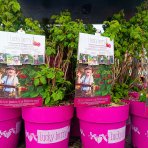 Malina červená (Rubus idaeus) ´LUCKYBERRY®´ - výška 30-40 cm, kont. C5L - NÍZKO RASTÚCA ODRODA